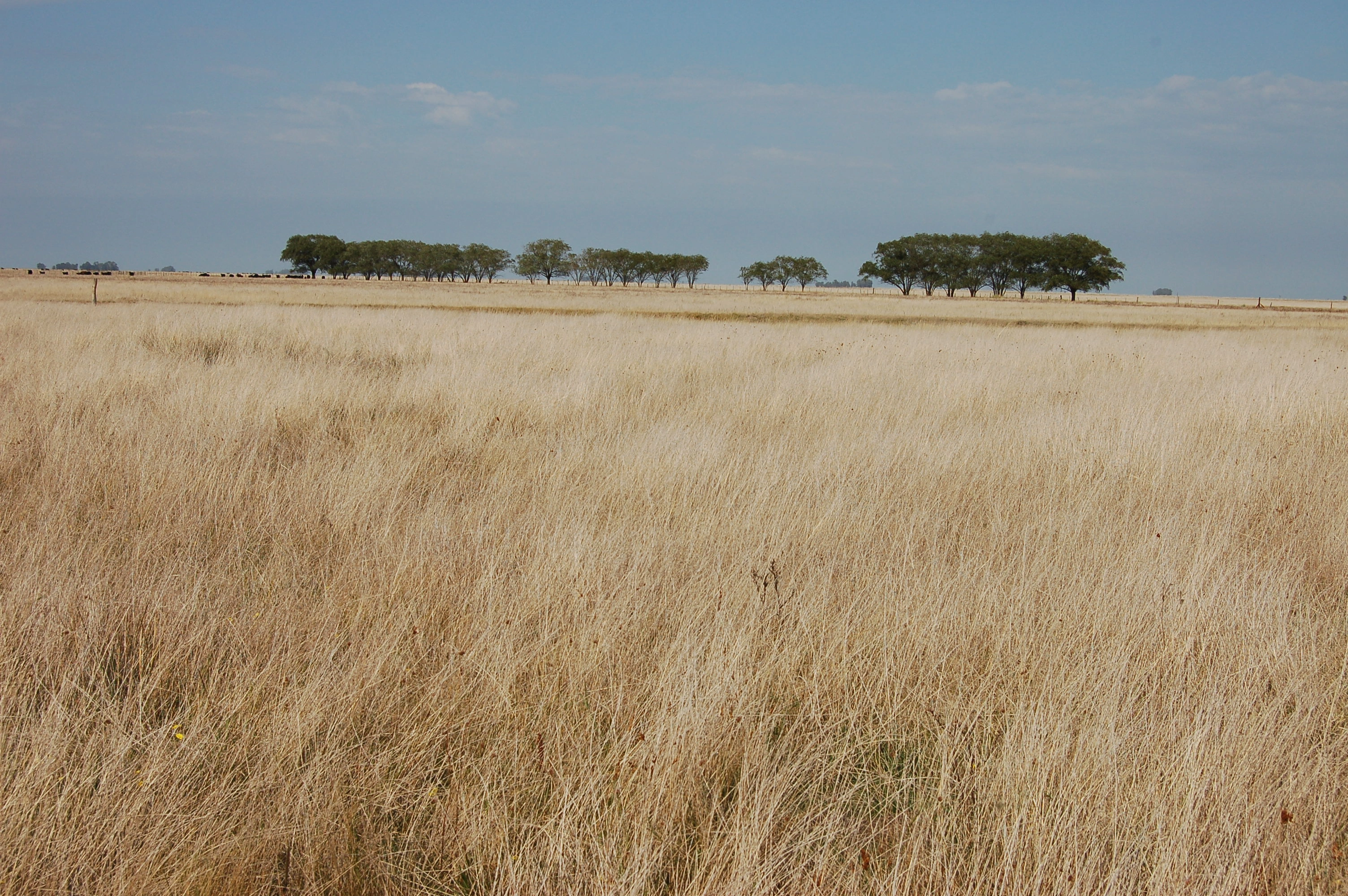 Campo ganadero en Olavarría