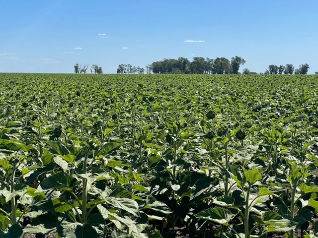 Campo agrícola en Pila