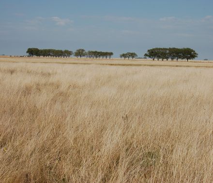 Campo en Venta