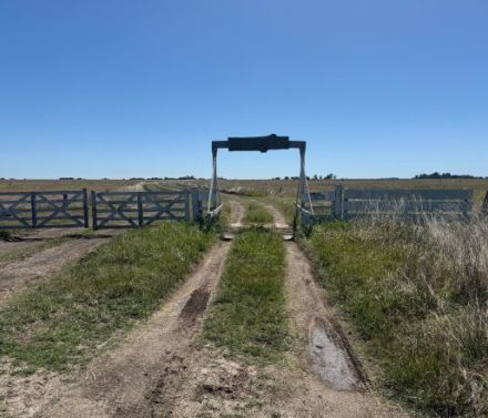 General Juan Madariaga 2500 ha Ganadero de ciclo completo